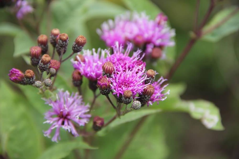 Vernonia flower